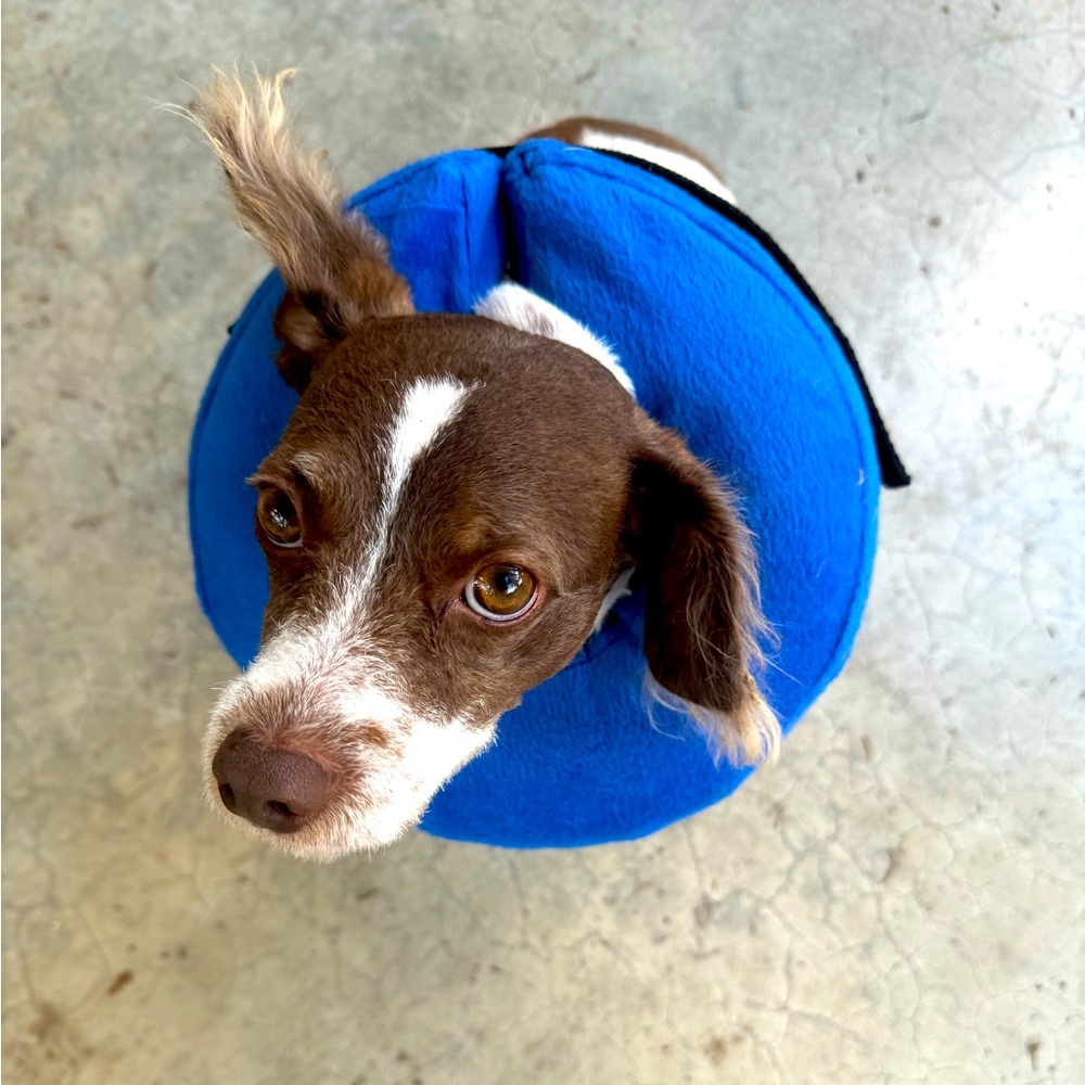 Dog cone inflatable donut for recovery